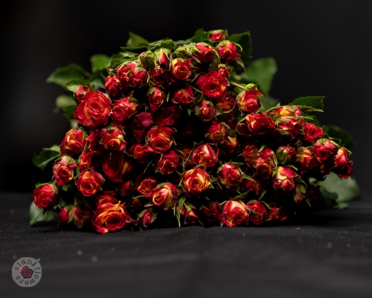 Pink Roses